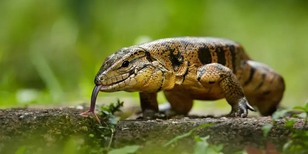 Tupinambis teguixin (Gold Tegu)