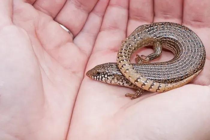 Ocellated Skink in hands