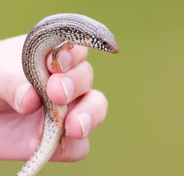 Ocellated Skink being held