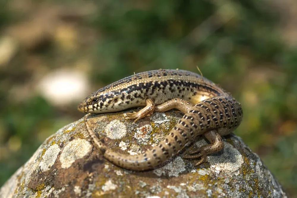 Ocellated Skink sitting on a rock