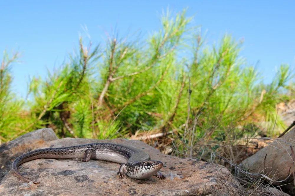 Ocellated Skink on a rock surrounded by arid shrubbery