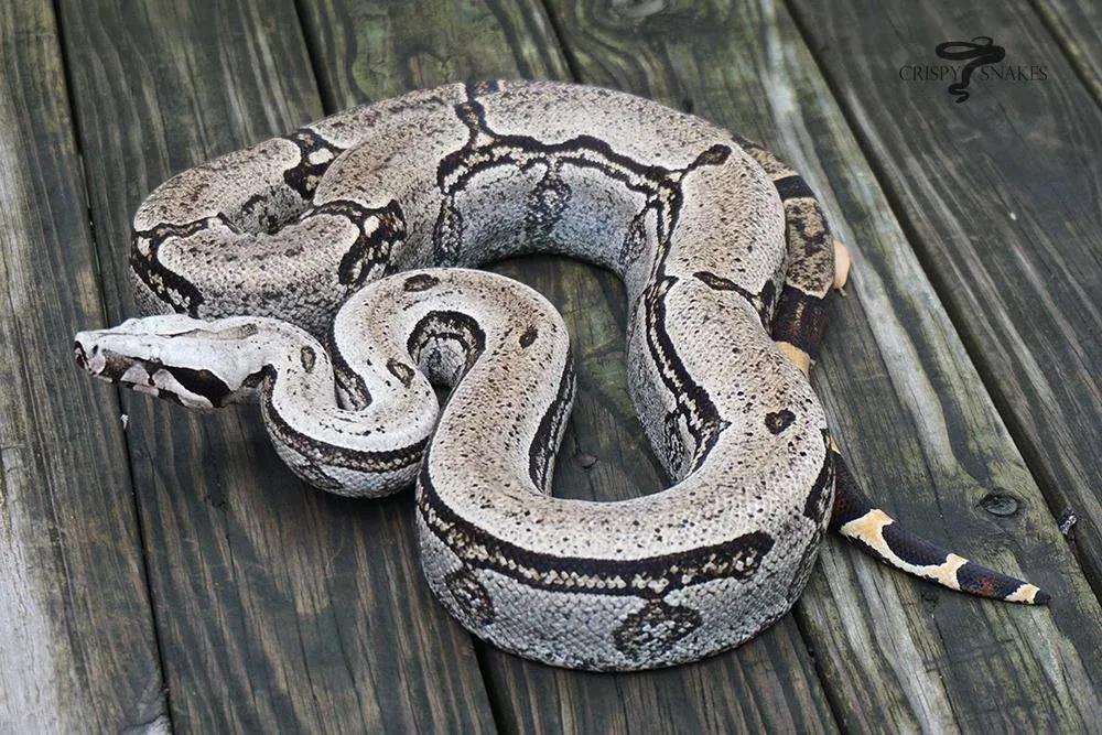 Boa constrictor amarali (Bolivian Silver Back/Short Tail Boa)