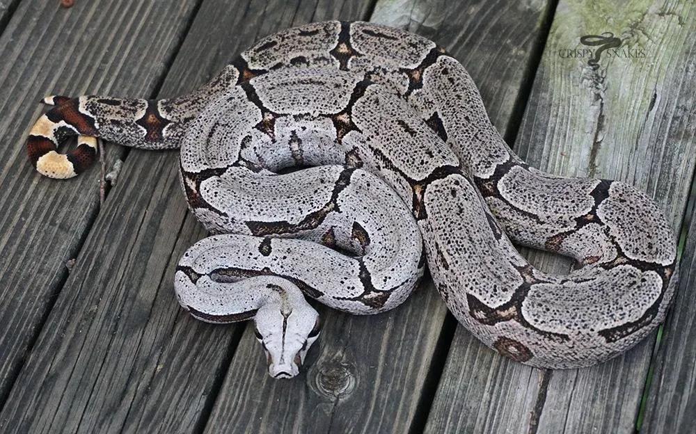 Boa constrictor amarali (Bolivian Silver Back/Short Tail Boa)