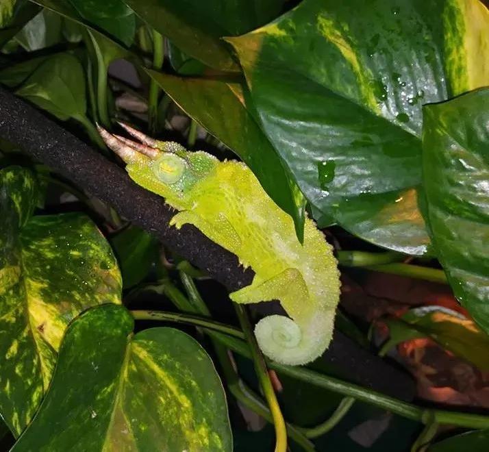 Jackson's Chameleon on a branch among damp leaves