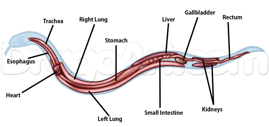 Dumeril’s Boa anatomy chart