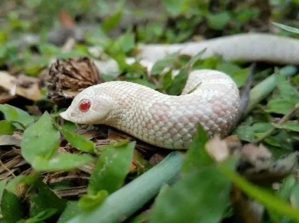 Snow morph H. nasicus