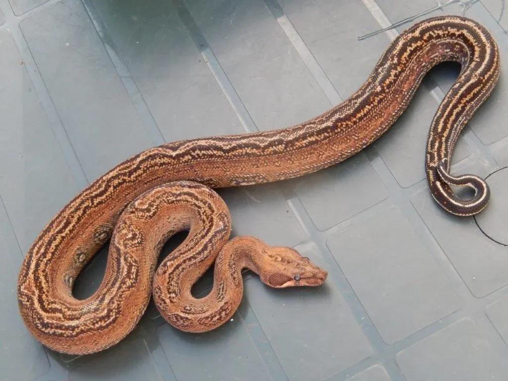 Boa imperator (Central American Boa/Common Boa)
