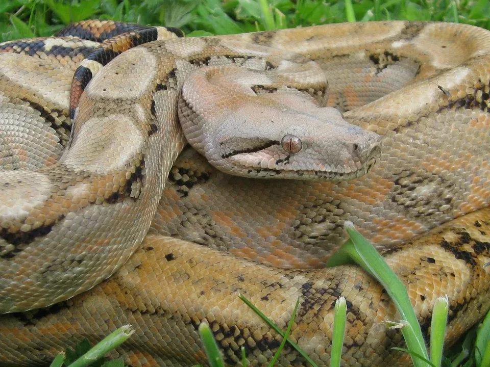Boa imperator (Central American Boa/Common Boa)