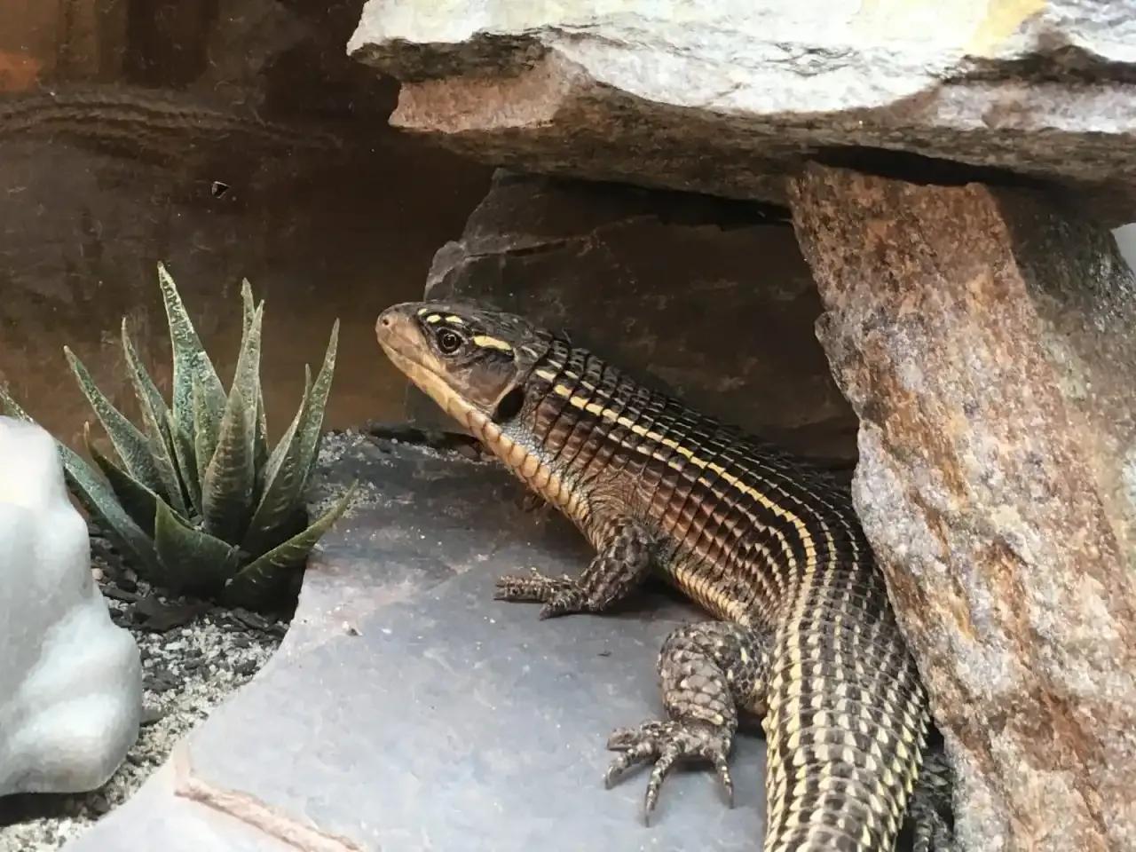 Sudan Plated Lizard next to an artificial plant