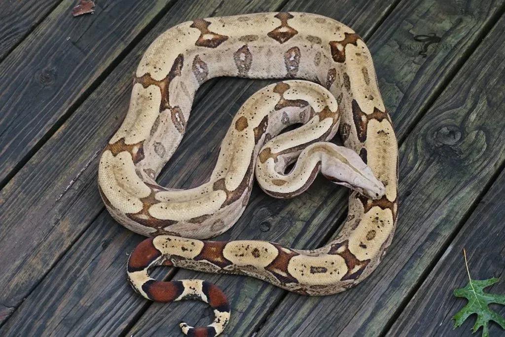 Boa constrictor amarali (Bolivian Silver Back/Short Tail Boa)