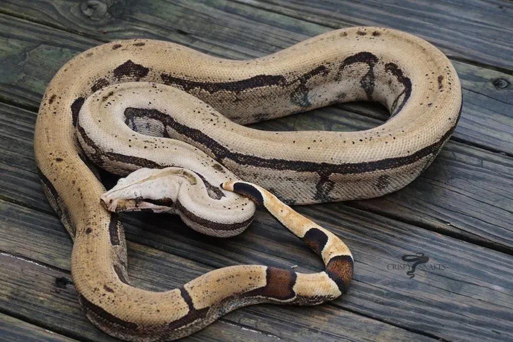 Boa constrictor amarali (Bolivian Silver Back/Short Tail Boa)