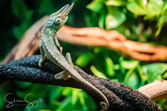 Jackson's Chameleon on a thick vine