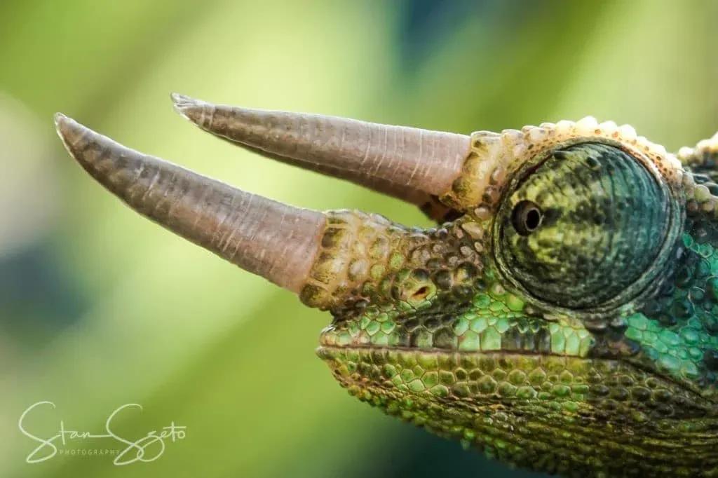 Close up of a male Jackson’s Chameleon