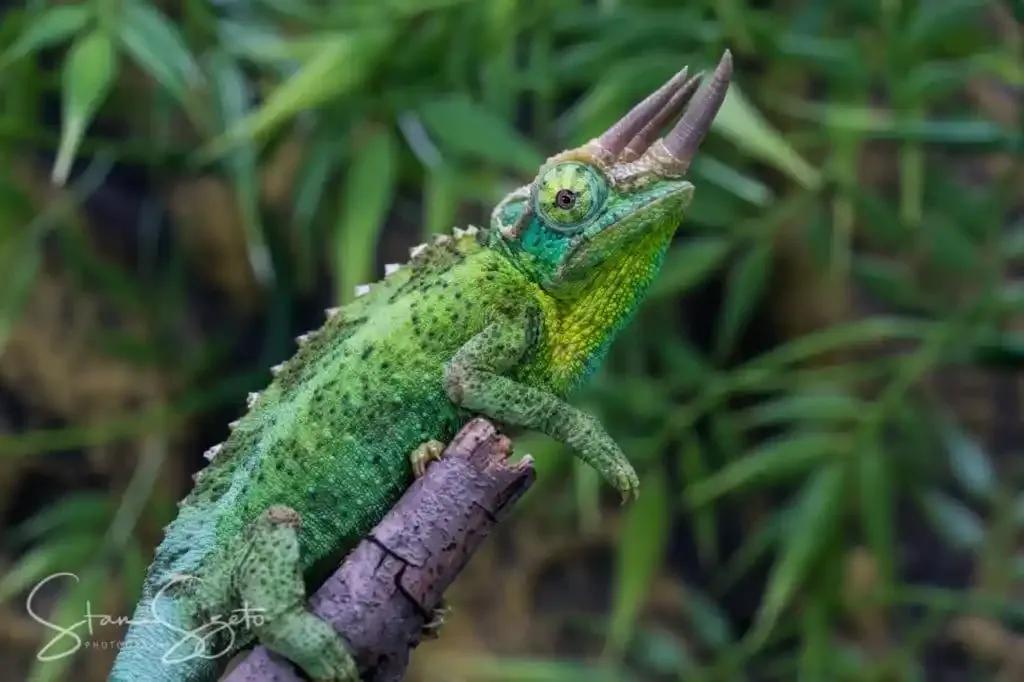 Jackson’s Chameleon on a branch