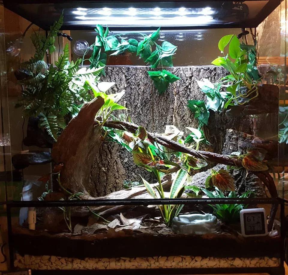 Gargoyle Gecko enclosure photo Contributed by Stephanie Buck