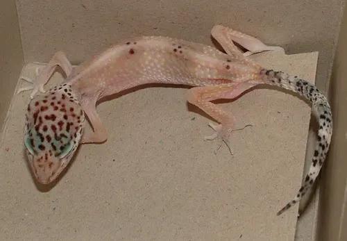Leopard gecko with stick tail disease
