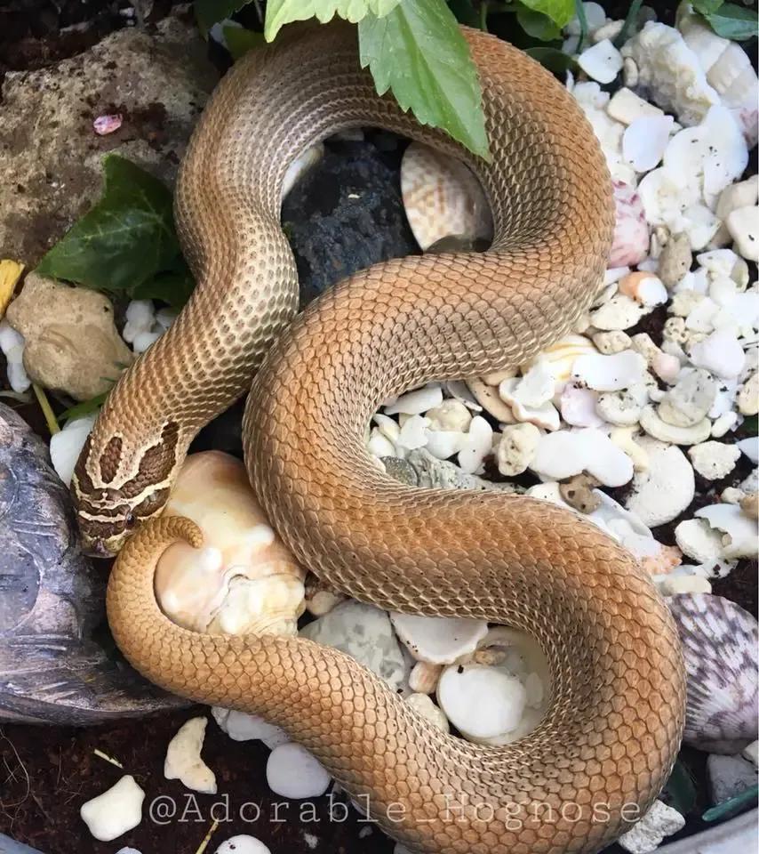 Super anaconda morph H. nasicus on shells