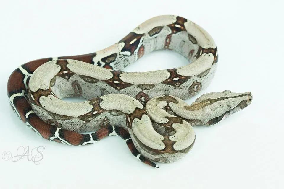 Boa constrictor constrictor (“True” Red-Tailed Boa)