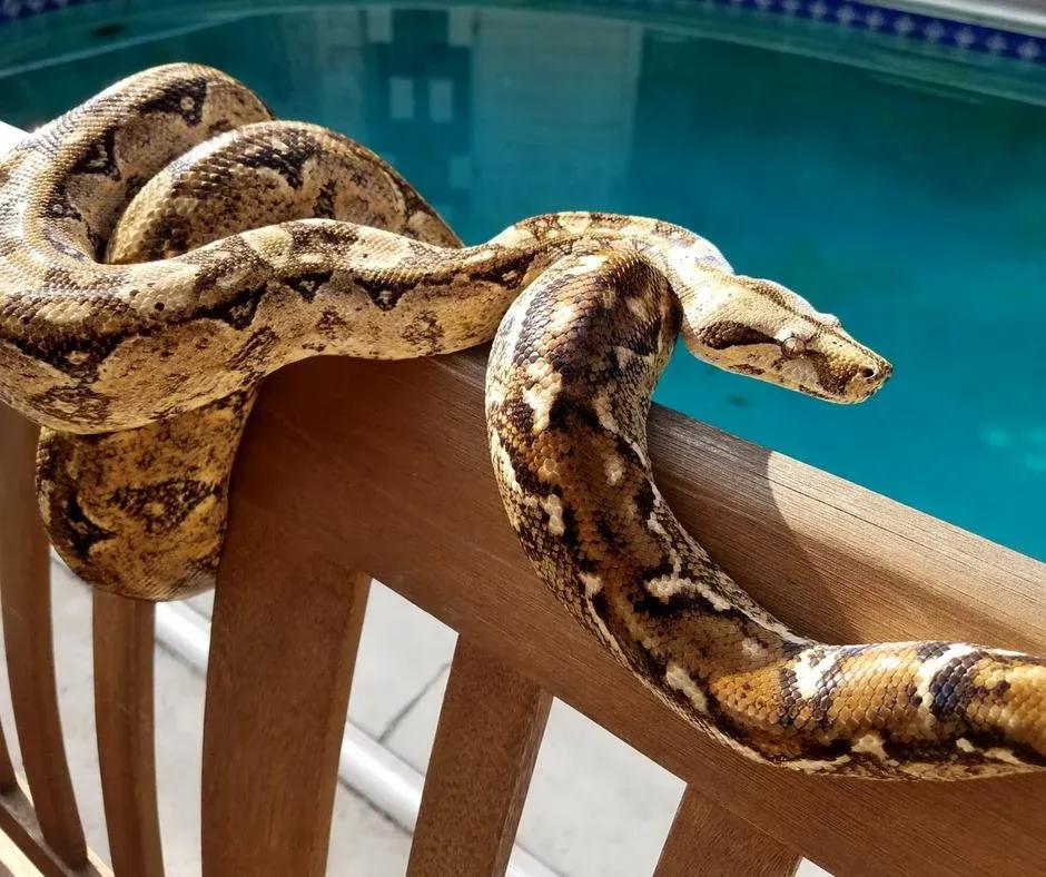 Boa imperator (Central American Boa/Common Boa)