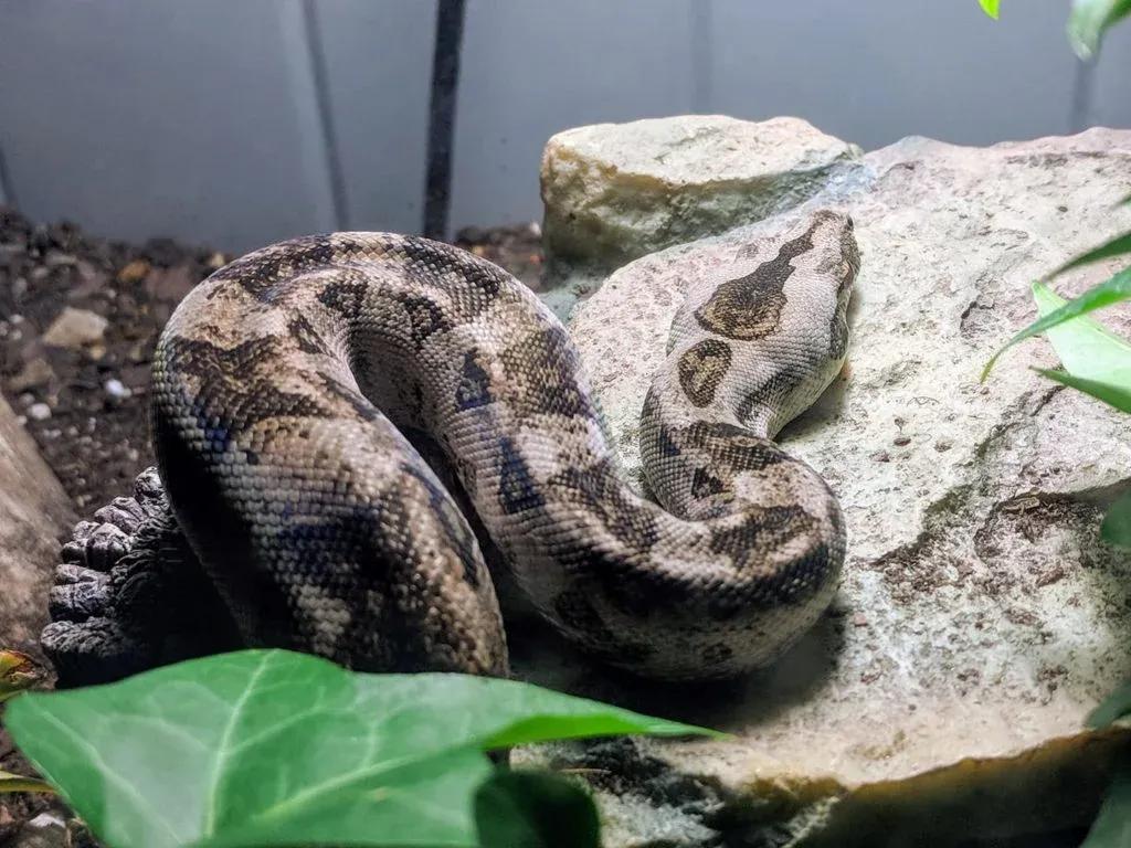 Boa imperator (Central American Boa/Common Boa)
