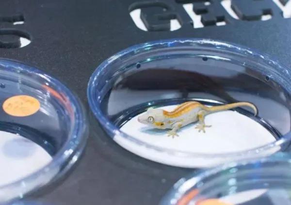 Orange stripe juvenile for sale at a reptile expo