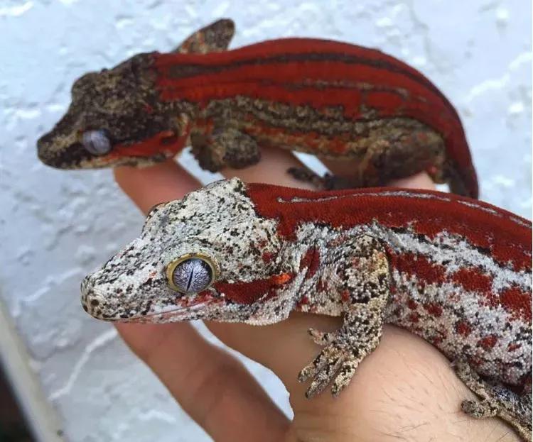 2 Gargoyle Geckos being held