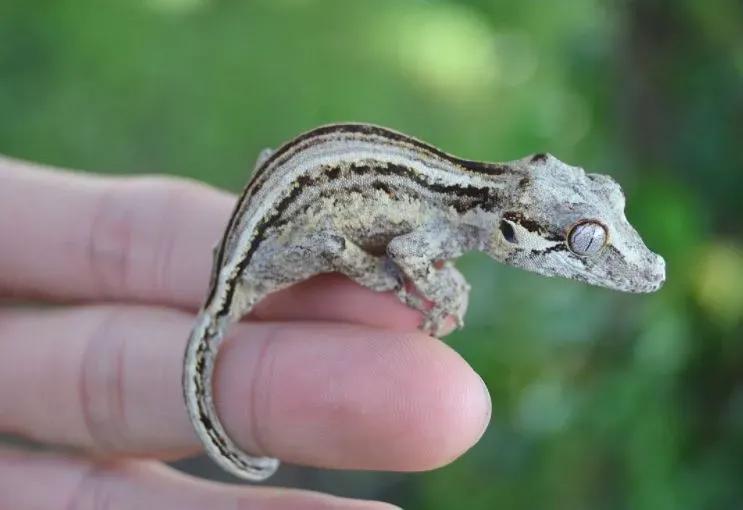 Gargoyle Gecko on finger