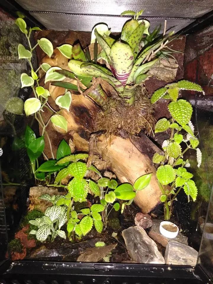 Mourning Gecko Enclosure Photo Contributed by Trevor Lane