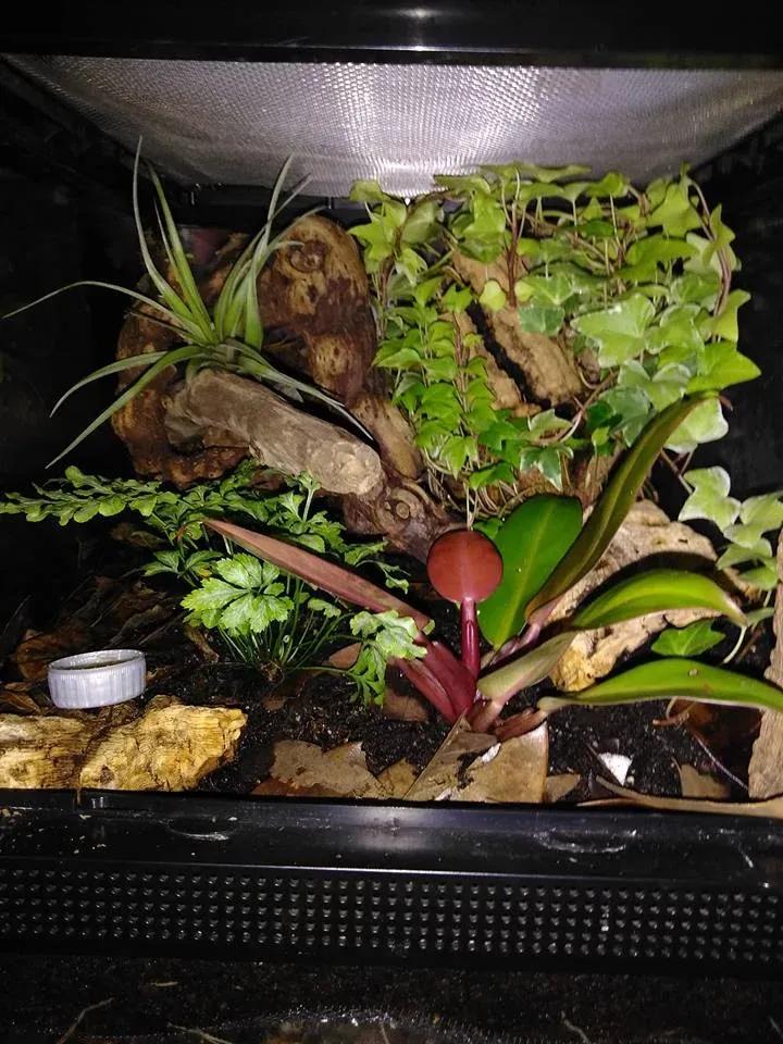 Mourning Gecko Enclosure Photo Contributed by Trevor Lane