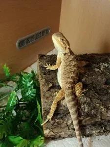Bearded dragon sexy leg