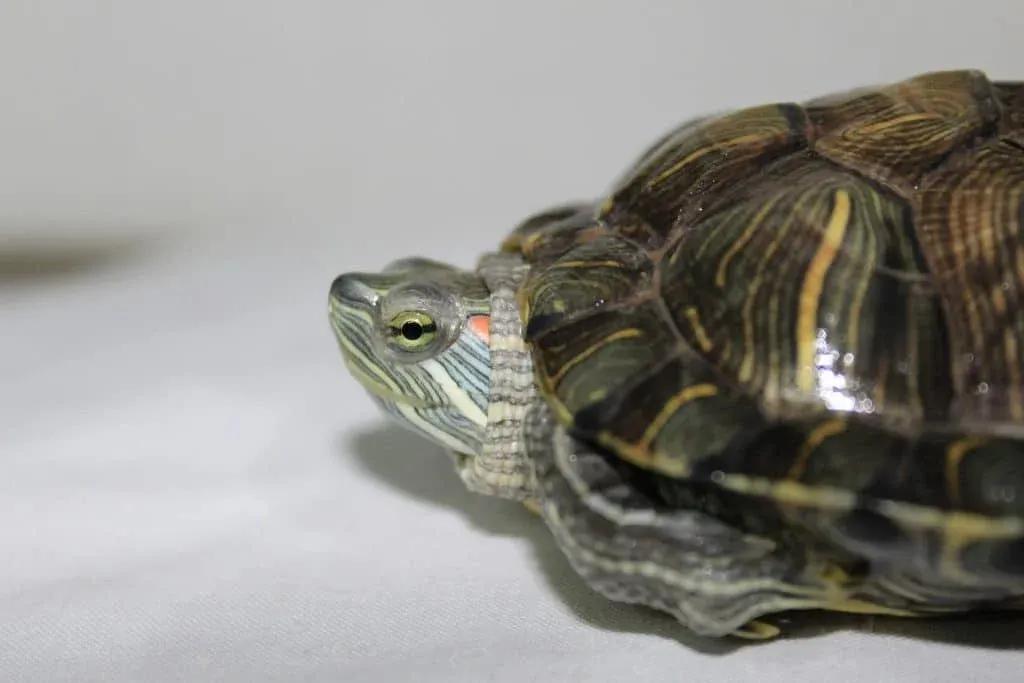 Red-Eared Slider Showing Pyramiding