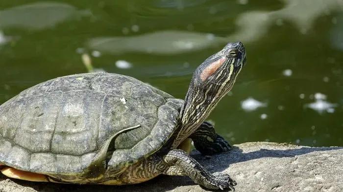 Red-Eared Slider Basking