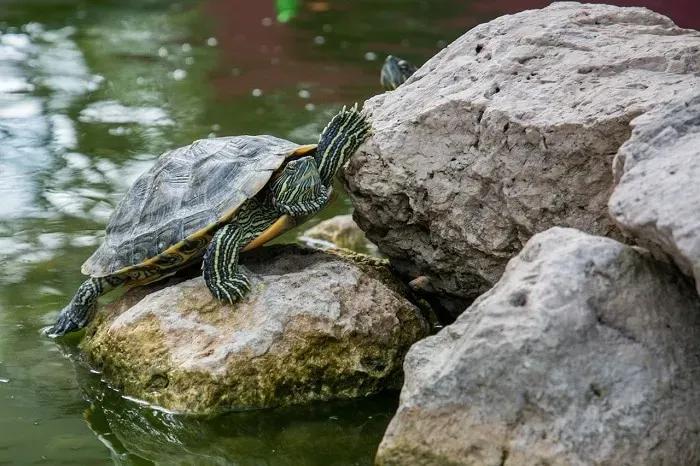 Red-Eared Slider on rock
