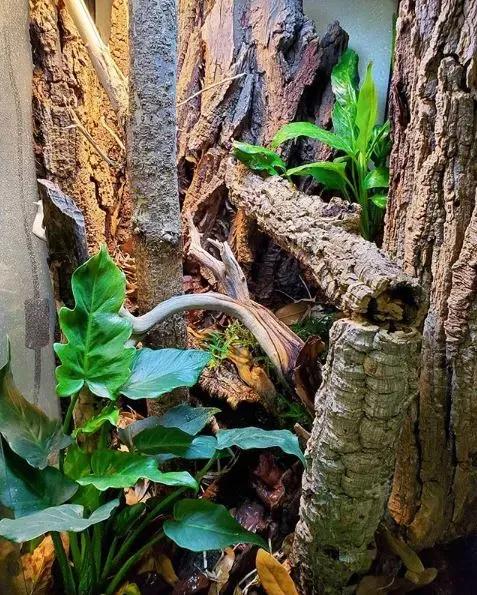 Example Leaf-Tailed Gecko Enclosure