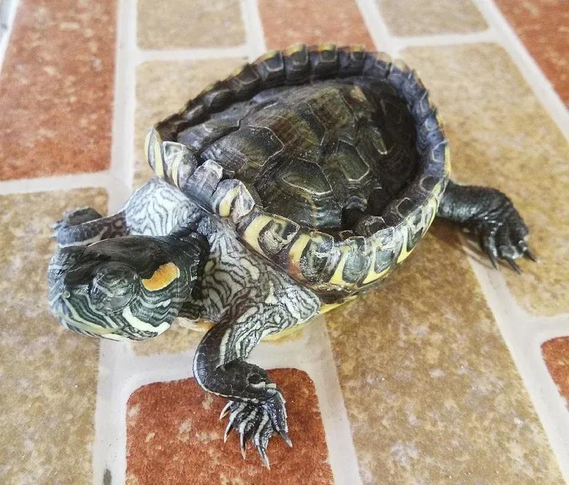 Red-Eared Slider with Metabolic Bone Disease (MBD)