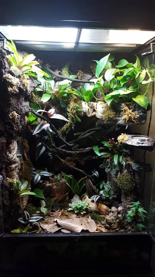 Gargoyle Gecko enclosure photo Contributed by Vanessa Williams