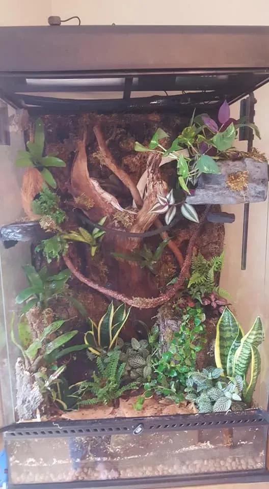 Gargoyle Gecko enclosure photo Contributed by Vanessa Williams