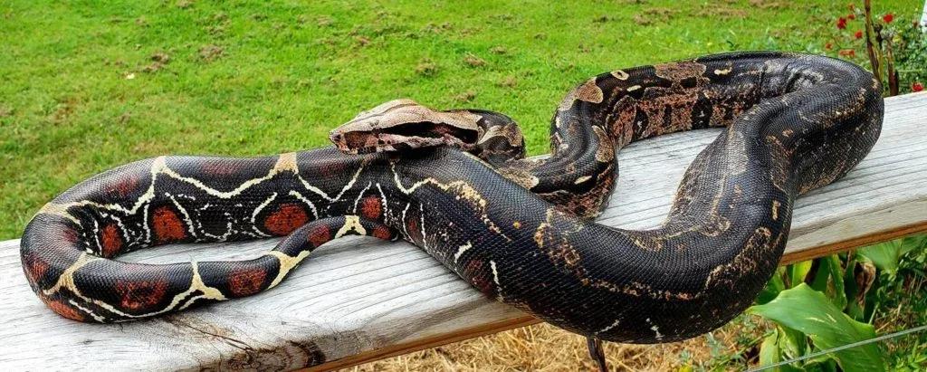 Boa constrictor constrictor (“True” Red-Tailed Boa)