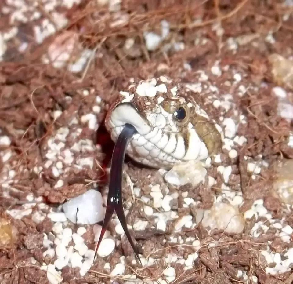 Hognose under dirt