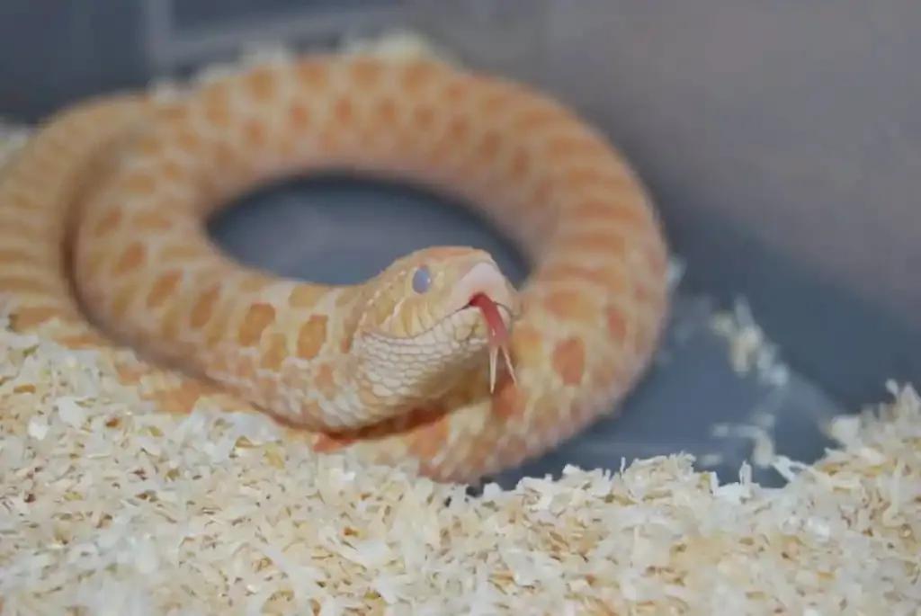 Hognose with blue, cloudy appearing eyes before shedding