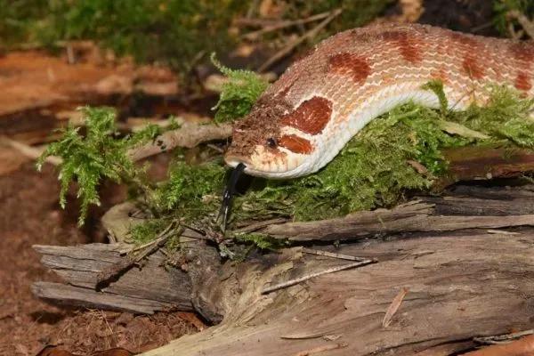 Hognose climbing over branches