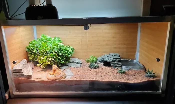Zen Habitats 4’x2’x2′ Reptile Enclosure filled with decor