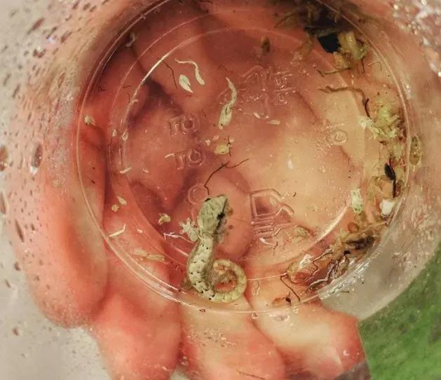 Mourning gecko in a plastic cup