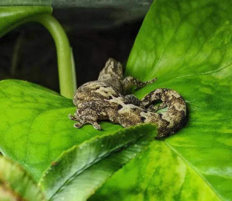 Mourning gecko on a plant leaf