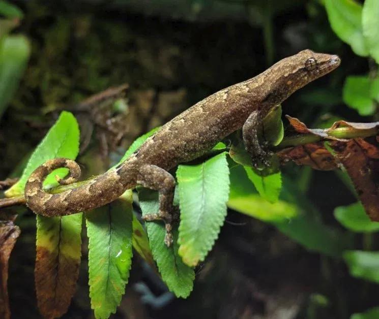 Mourning Gecko climbing on a plant