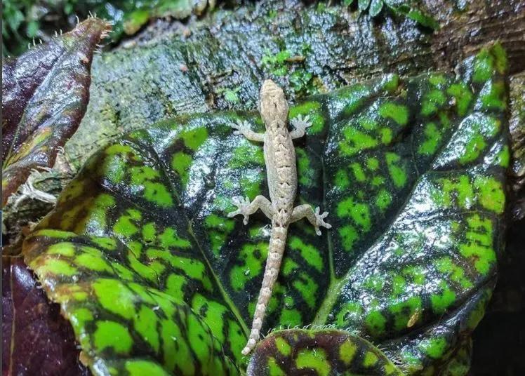 Mourning Gecko on a leaf