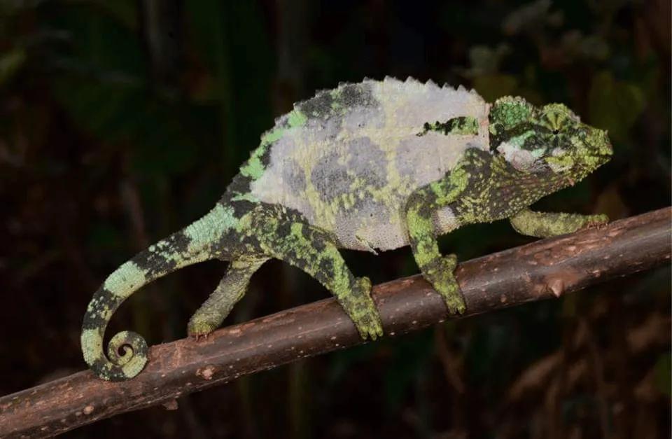 Jackson’s Chameleon with skin shedding