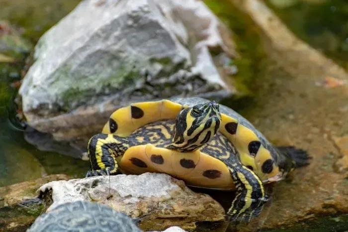 Yellow-Bellied Slider (Trachemys scripta scripta)