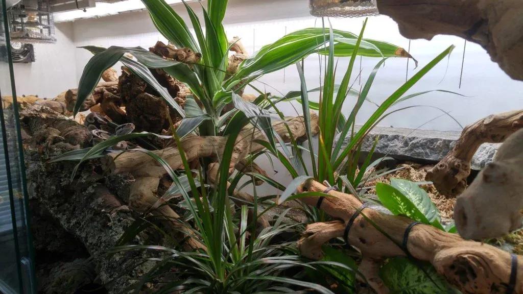 Ball Python enclosure photo Contributed by Zack Tippie